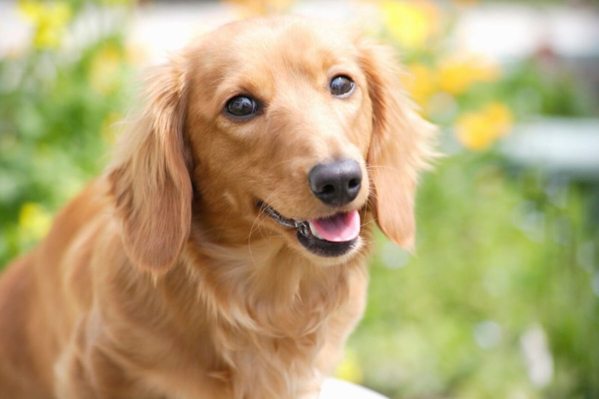 愛犬の性格や気持ちを知る
